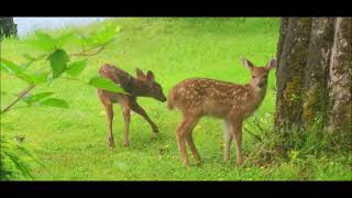 BLACKTAILS OF NOOTKA [upl. by Fredella]