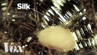 How silkworms make silk [upl. by Atikaj]