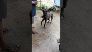 cane corso training  dog training for barking bts [upl. by Marcella256]