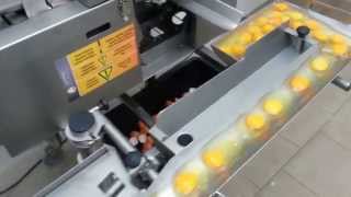 Single row egg breaker RZ—1 made in OVOTECH Poland [upl. by Odracir]