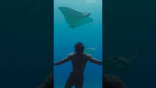 Freediving with Eagle Rays [upl. by Henig330]