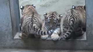 Tijgertjes DierenPark Amersfoort 2014 [upl. by Annawt]