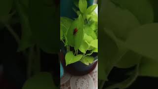 red bug insect neon Pothos money plant shortsvideo  ytshortscozyupdream [upl. by Orabla]