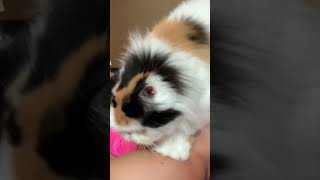 Adorable Cat Gives Massage [upl. by Jennette345]