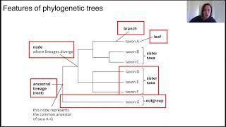 Evolution and phylogeny Part 2 [upl. by Bartholomeo]