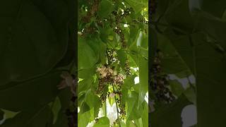 Pongame Oiltree करंज Millettia Pinnata Pongame Pongamia Pinnata Pongamia Tree  Pinnata Tree [upl. by Reid]