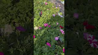 Local Nursery Tour  Amazing Collection Of Winter Special Plants  shorts gardening [upl. by Oileduab715]