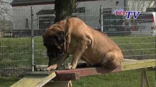 Mastiff Informationen zur Rasse [upl. by Mathi642]