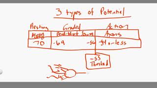 Graded vs Action Potential [upl. by Lindner]