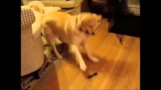 Dogs and Cats Dancing to the song Happy by Pharrell Williams [upl. by Nylrahs768]