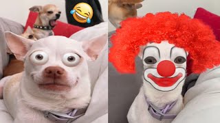 😡Angry Chihuahua amp Funny Dog 😂 That Will Make Your Day Better 2 [upl. by Orvil]