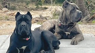 CANE CORSO PROTECTION in ACTION [upl. by Haroppiz776]