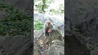 Monkey Eating food 🐒🐵 monkey food travel shortvideo [upl. by Eenal]