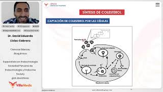 Lípidos  Síntesis de colesterol [upl. by Nannah]