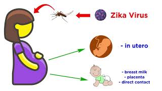 Zika Virus Genus Flavivirus [upl. by Ylenaj]