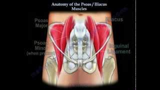 Anatomy Of The Psoas amp Iliacus Muscles  Everything You Need To Know  Dr Nabil Ebraheim [upl. by Anina]