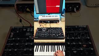 One Synth One Track Novation Peak Jam 🎶 novation synth shorts [upl. by Richer]