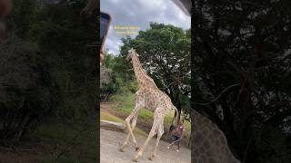 Giraffe feeding in Baluarte zoo in ilocos Norte Philippines [upl. by Faro]