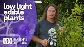 Edible native plant options that thrive in shade  Australian native plants  Gardening Australia [upl. by Kimberly]