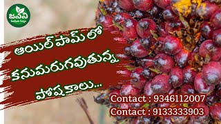 పామ్ ఆయిల్ తోటలో సూక్ష్మ పోషకాల ప్రభావమెంత  Micro nutrients impacts in palm oil crops [upl. by Whatley740]