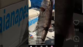 HUGE AMBERJACK SCORE 🐟 vc arabaianapesca shorts ocean fishing amberjack score [upl. by Liddie]