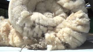 Shearing Southdown Sheep for Duvets [upl. by Nochur251]