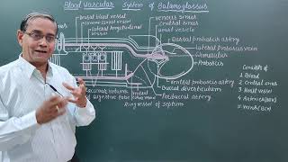 BLOOD VASCULAR SYSTEM OF BALANOGLOSSUS [upl. by Scrivens]