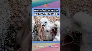 Kestrel mengira reptil itu sudah tak berdaya akhirnya berujung pet4k4 kestrelbird shorts [upl. by Laerol]