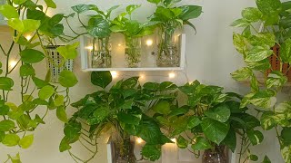 My secret of growing healthy amp bushy money plants in water  Caretips for MM leafylife550 [upl. by Shem]