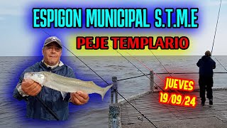 ESPIGON MUNICIPAL STME  PEJERREY TEMPLARIO [upl. by Westbrook]