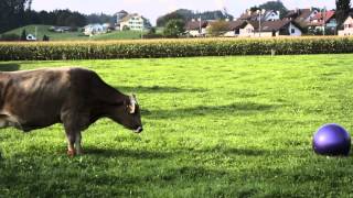 Bend it like Beckham Cows like to play ball too [upl. by Eenor241]