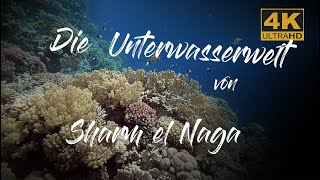 Schnorcheln ÄgyptenUnterwasserwelt von Sharm el NagaTauchen ÄgyptenSnorkeling EgyptDiving RedSea [upl. by Adnalor]