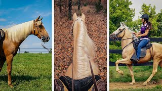 Smooth Gaited Horse Breeds From the United States  Part 1 [upl. by Ahsonek631]