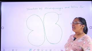 sexual reproduction in flowering plants lecture 3 structure of microsporangium and pollen sacs [upl. by Asaert]