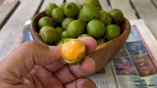 How to Eat Quenepas Spanish Lime or Mamoncillos [upl. by Akemyt]