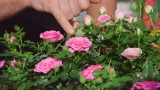 Cuidados de la rosa de pitiminí o rosal mini  Bricomanía  Jardinatis [upl. by Nitas]