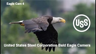 U S Steel Bald Eagle Camera Live Stream  Cam 4 [upl. by Narual]