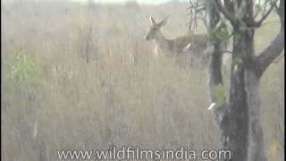 Barasingha swamp deer grazing [upl. by Consuelo542]