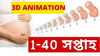 দেখুন গর্ভঅবস্থায় বাচ্চা 🤰 কীভাবে বড় হয় Baby Growth From 1 to 40 weeks  be newer [upl. by Alberic]