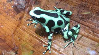 Dendrobates auratus  Green and Black Poison Dart Frog [upl. by Aitel836]