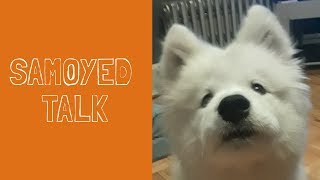 How I am Teaching My Samoyed Puppy to Talk  Puppy Perspective [upl. by Shelley685]