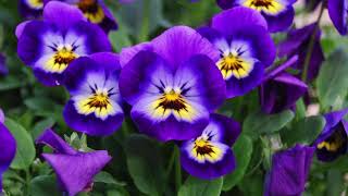 VIOLA  VIOLA TRICOLOR  VIOLACEAE  ФИАЛКА ТРЕХЦВЕТНАЯ  ЛЕЧЕБНЫЕ СВОЙСТВА [upl. by Leonie]