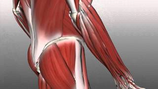 Forearm Muscles Part 2  Posterior Extensor Compartment  Anatomy Tutorial [upl. by Ajssatan]