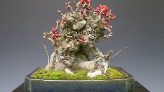 Japanese Quince Bonsai  Chaenomeles japonica [upl. by Nylsirk]