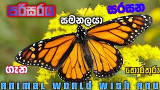 සමනලුන් ගැන විස්තරbutterfly details singhala [upl. by Harrell887]