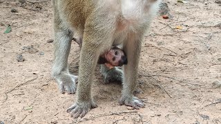 Baby cutie and young monkey with family monkey at Angkor Jungle [upl. by Katha]