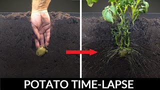 Potato Growing Underground Time Lapse  92 Days [upl. by Jarlathus]