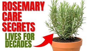 How To Grow A Rosemary Plant For Decades  12 Secrets To Success [upl. by Ihpen]