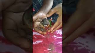 non stop plausible mango Green cheek conure birds conure parrot [upl. by Eserehs]