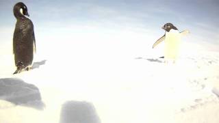 Adelie Penguin camera attack [upl. by Penoyer]